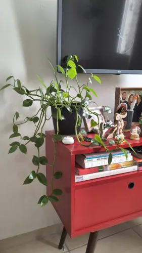 Plantas