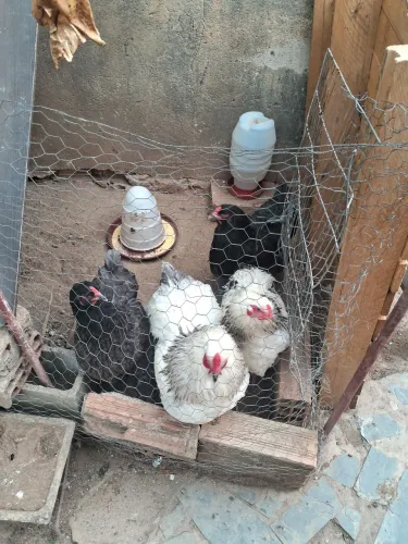 Ovos Brahma