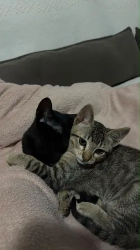 Estou doando filhote de gato
