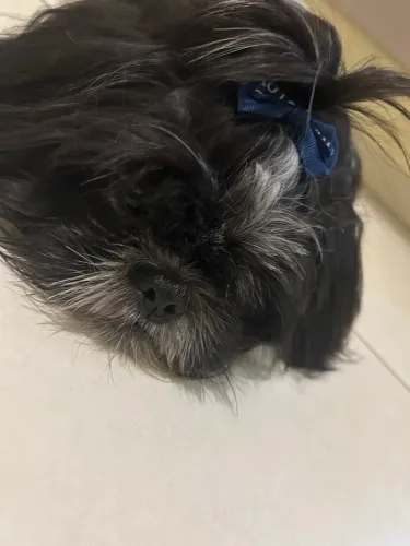 shitzu macho - 06 meses