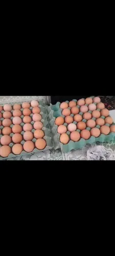 Ovos galados 