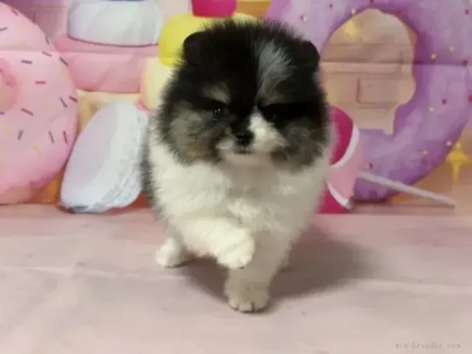 Bebezinho dócil e fofo Spitz Alemão/ Lulu da Pomerânia/ anão/ anãozinho