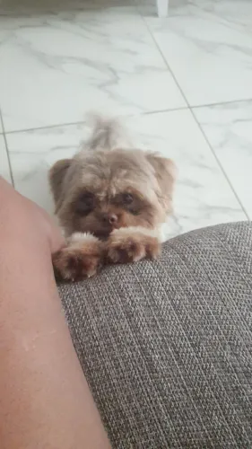 Cachorro shitzu