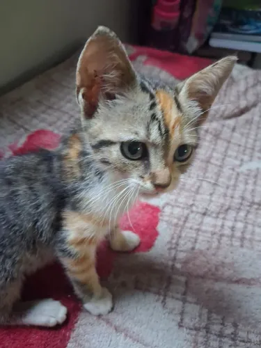Gatinha para adoção 
