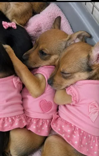 Lindas pinscher promoção por motivo de viagem