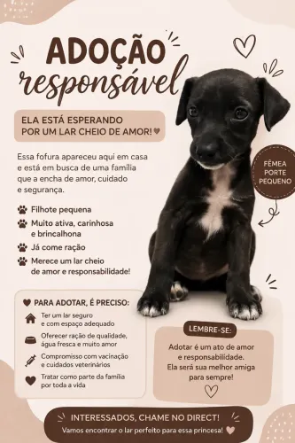 Doação Responsável | Filhote Fêmea