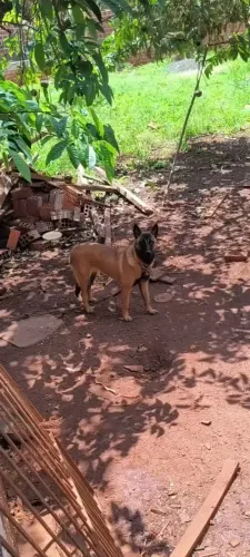 Vendo pastor belga malinois