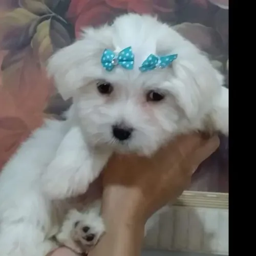 Maltês filhotes cão de luxo