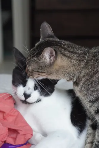 Gatos castrados para adoção 