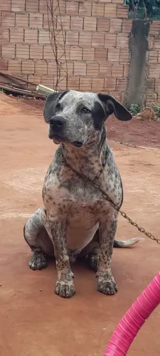 Cachorro