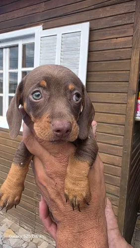 Filhote de Dachshund - Salsicha - Linguiça - Cofap