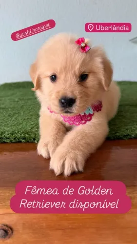 Filhotes de Golden Retriever macho & femea disponível