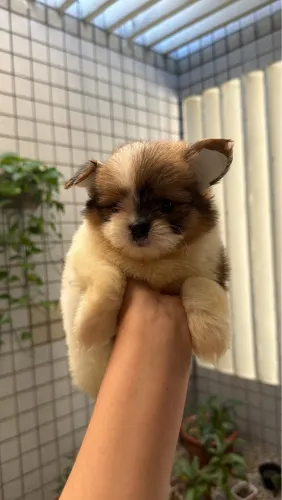 Spitz alemão | Lulu da pomerania macho