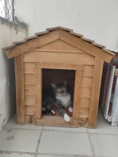 Casa de madeira para pets