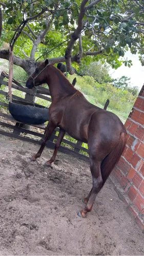 Cavalo quarto de milha