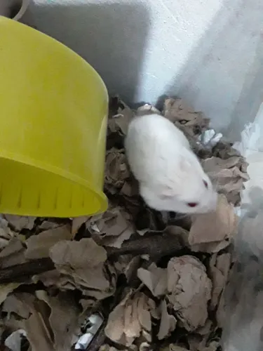 Hamster russo branco. 