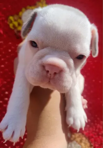 Doação de Cachorro