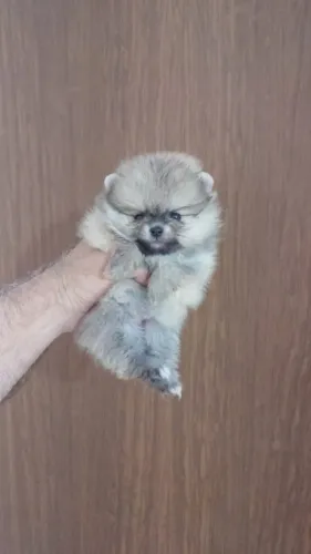 spitz alemao o dfamoso lulu da pomerania charme e alegria em um só pacotinho