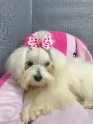 Maltês fêmea 