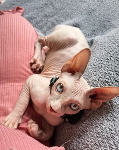 Gato
