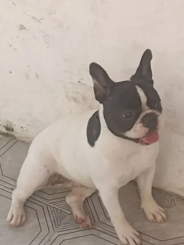 Cachorro budog francês 