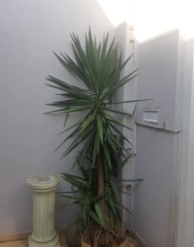 Vendo muda de Yuca com aproximadamente 1,85cm. Não incluso o vaso.