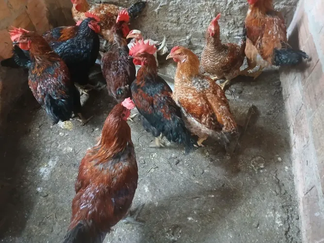 Galos caipira 100,00 reais 