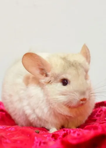 Chinchila machos e fêmeas branco e bege filhotes com veterinário responsável