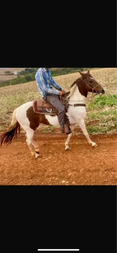 Égua Pampa