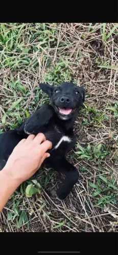 Doação cachorrinha