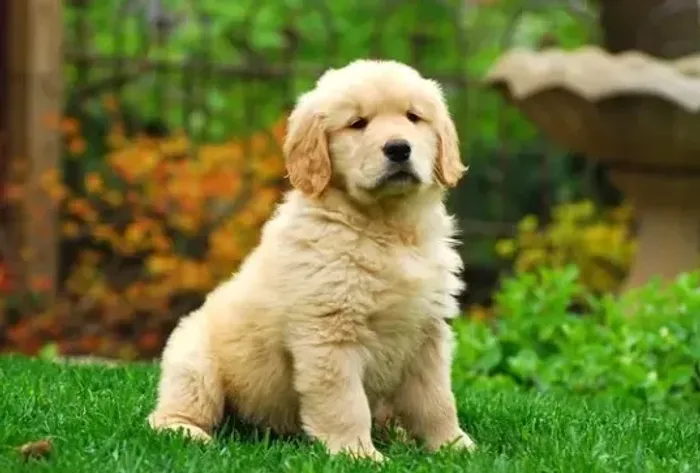 Golden Retriever filhote