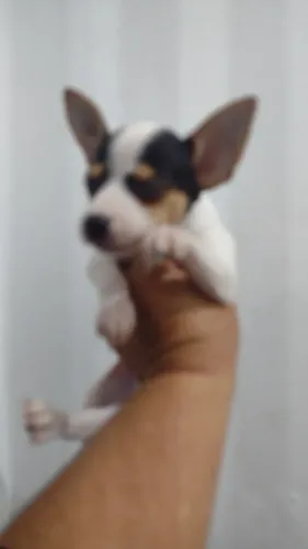 Pet