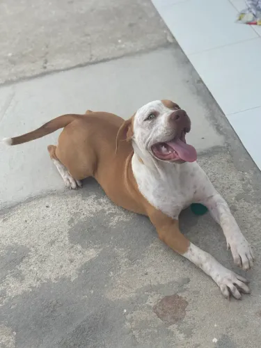 Vendo Pitmonster de 06 meses