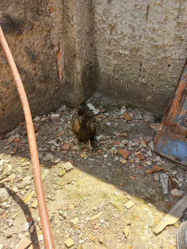 Galo sedosa