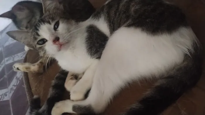 Gato