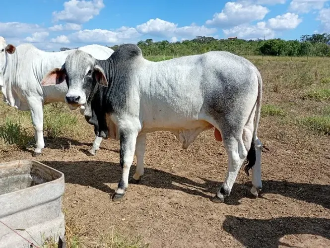 Lote Especial de Gado - 8 Cabeças (Tabapuã, Nelore e Mestiços)
