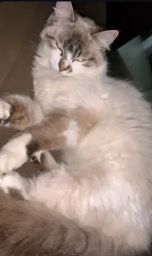 Ragdoll