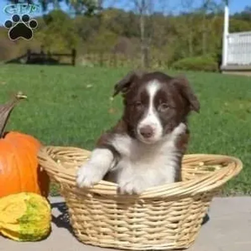 ?Border Collie filhotes - ideais para família?