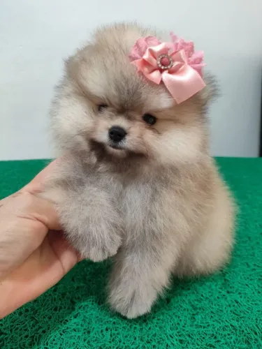 Pomerania (Spitz alemão) fêmea