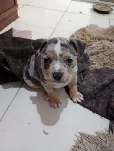 American bully raça pura 3 fêmeas disponíveis