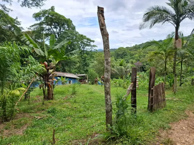 SEMI PORTEIRA FECHADA SITIO DE 1,5 ALQUEIRES COM 2 TANQUES, 1300 PÉS DE PALMITO PUPUNHA E 