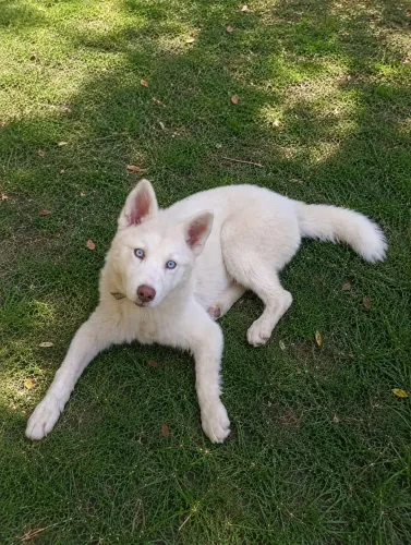 Huscky siberiano