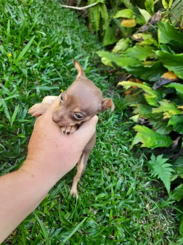 Pinscher 0 lindos filhotes (Parcelo nos cartões)