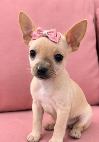 Chihuahua fêmea