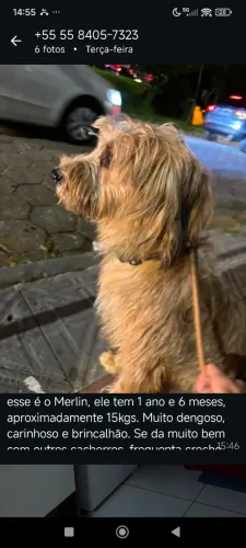 Doação cachorro