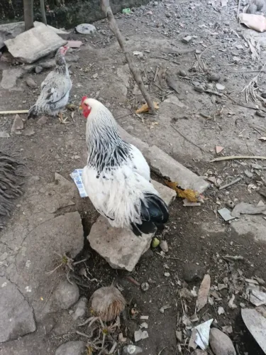 Galinha 