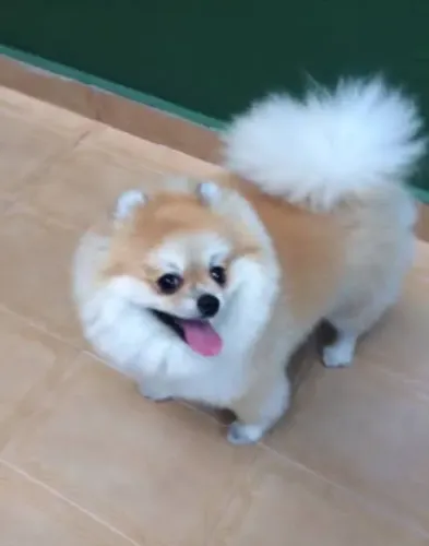 Doação de Spitz Alemão