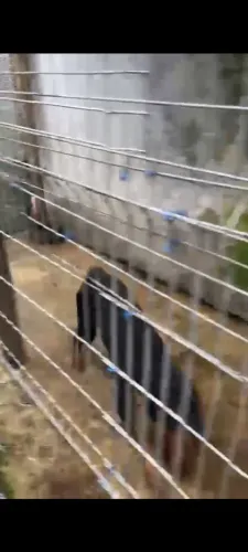 Rottweiler filhote 