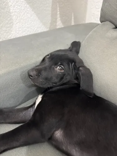 Cachorro filhote para adoção