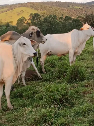 Vacas nelores